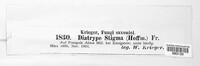 Diatrype stigma image